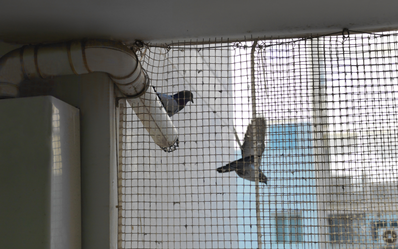 Pigeon net on balcony