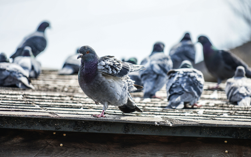 Chick parda bamboo blinds